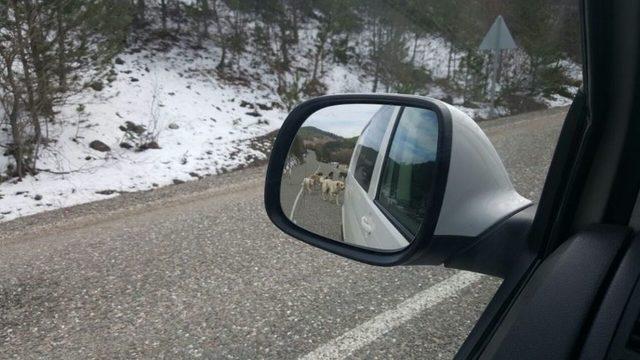 Tosya’da Başıboş Geçen Sokak Köpekleri, Tehlike Saçıyor