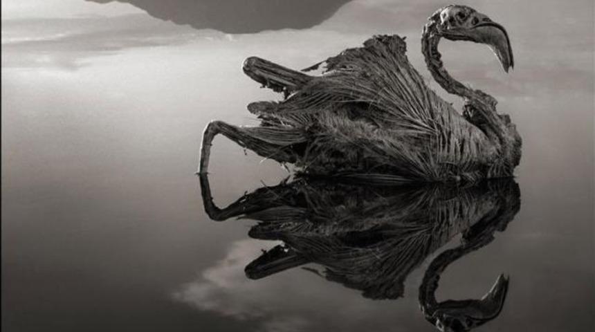 Hayvanları taşa çeviren gizemli göl