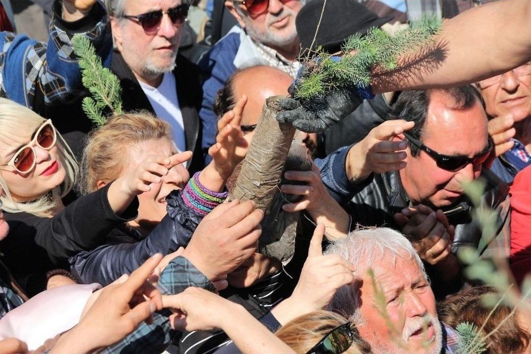 Bodrum&rsquo;da Fidan İzdihamı