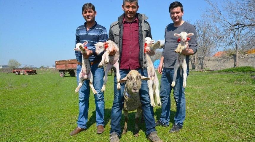 Bursa’da Bir Koyun Dördüz Doğurdu