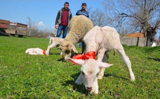 Bursa’da Bir Koyun Dördüz Doğurdu