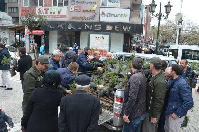 500 Çam Ve Mavi Ladin Fidanı 15 Dakika İçinde Tükendi