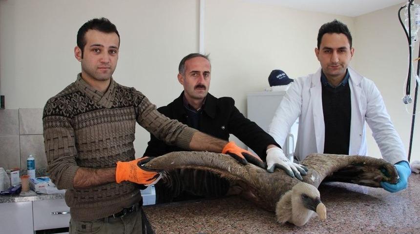 Artvin&rsquo;de Baraj G&ouml;l&uuml; Kenarında Bulunan Yaralı Kızıl Akbaba Tedavi Altına Alındı