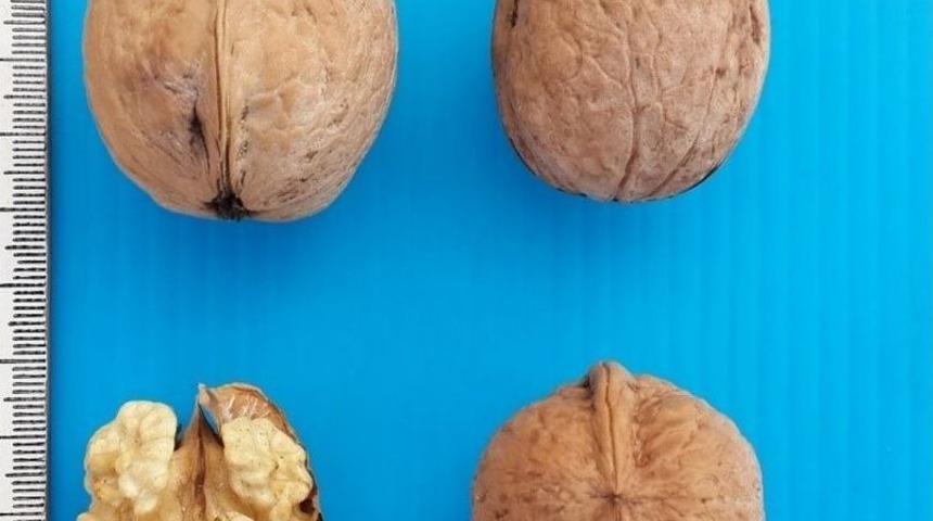 Ks&uuml;&rsquo;den Yeni Bir Ceviz &Ccedil;eşidi Daha, &ldquo;bayrak&rdquo; Tescil Listesine Girdi