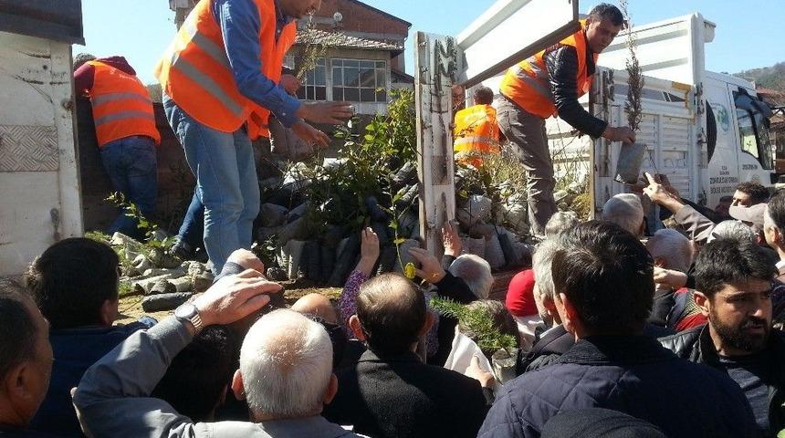 Devrek Orman İşletme Müdürlüğünden Ücretsiz Fidan Dağıtımı