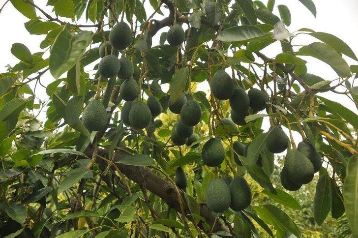 Tanesi 5 Tl’ye Çıkan Avakado Üreticinin Yüzünü Güldürdü G1