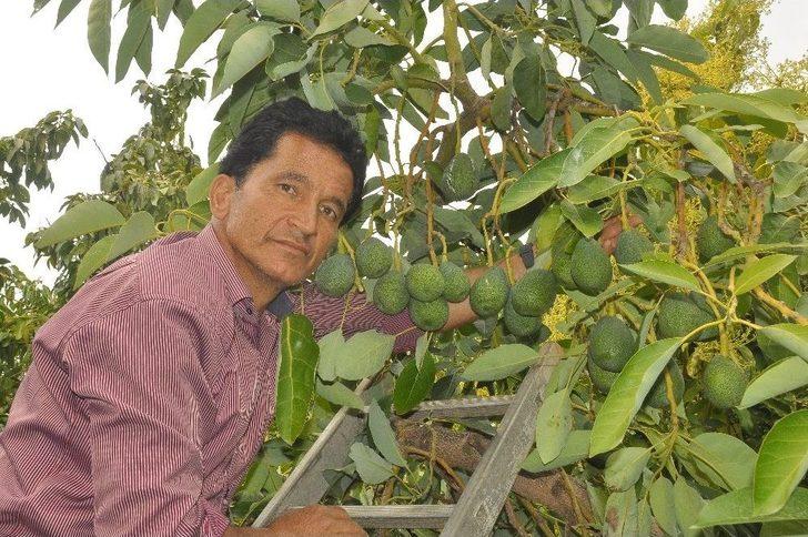 Tanesi 5 Tl’ye Çıkan Avakado Üreticinin Yüzünü Güldürdü G2