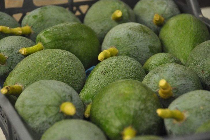 Tanesi 5 Tl’ye Çıkan Avakado Üreticinin Yüzünü Güldürdü G3