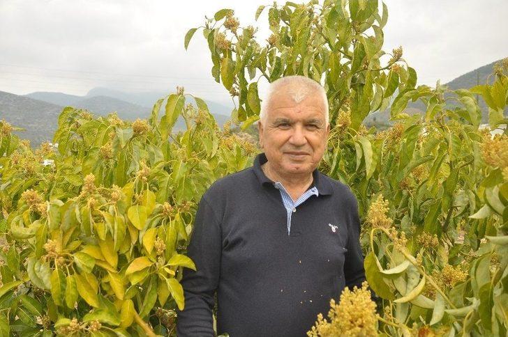 Tanesi 5 Tl’ye Çıkan Avakado Üreticinin Yüzünü Güldürdü G4