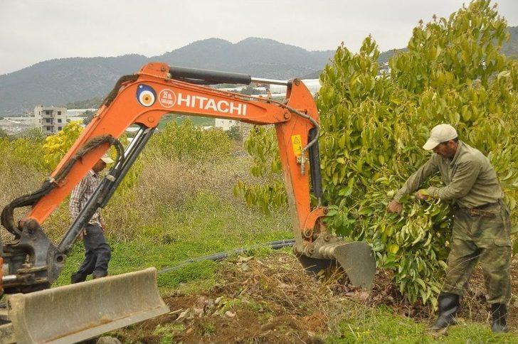 Tanesi 5 Tl’ye Çıkan Avakado Üreticinin Yüzünü Güldürdü G5