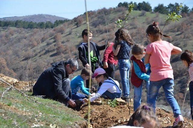 Bozüyük’te Orman Haftası’nda 600 Fidan Toprakla Buluştu