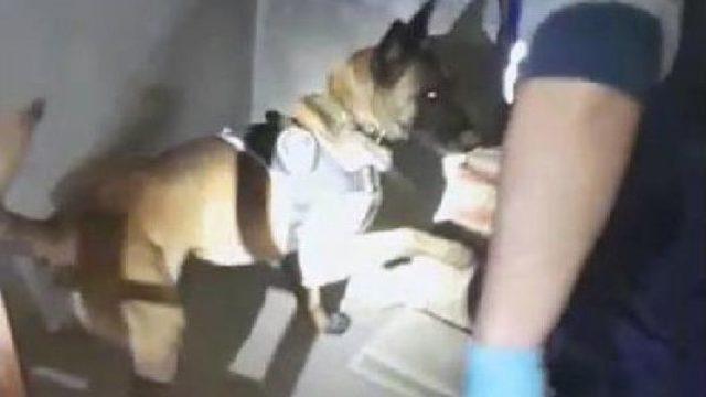 'oskar' Kiremitlerin Arasındaki Uyuşturucuyu Buldu