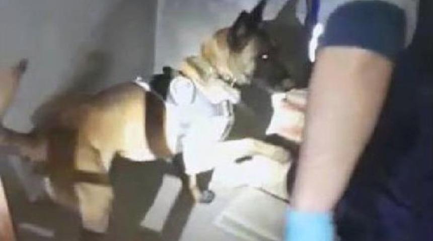 'oskar' Kiremitlerin Arasındaki Uyuşturucuyu Buldu