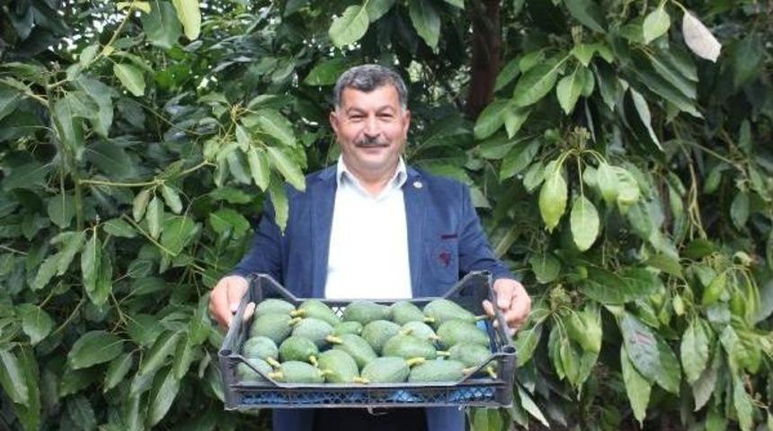Avokado &Uuml;reticinin Y&uuml;z&uuml;n&uuml; G&uuml;ld&uuml;rd&uuml;