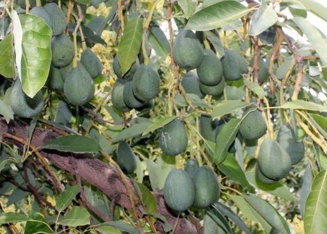 Avokado Üreticinin Yüzünü Güldürdü