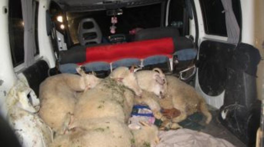 Hayvan Hırsızları Yakalandı