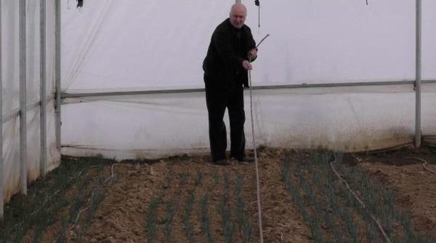 Kar Altındaki Serada Ispanak Yetiştirdiler