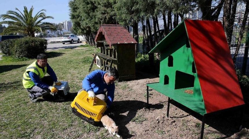 Karşıyaka&rsquo;da &lsquo;evsiz&rsquo; Kedi Kalmayacak