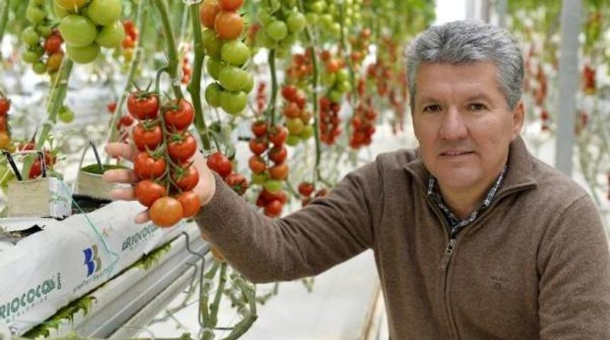 Bu Domatesler &Ccedil;ok Farklı