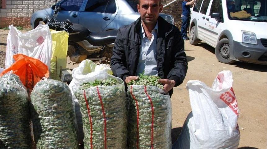 &Ccedil;ağla, &Uuml;reticisini Sevindirdi