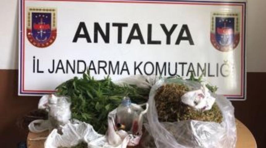 Jandarmadan Uyuşturucu Operasyonu