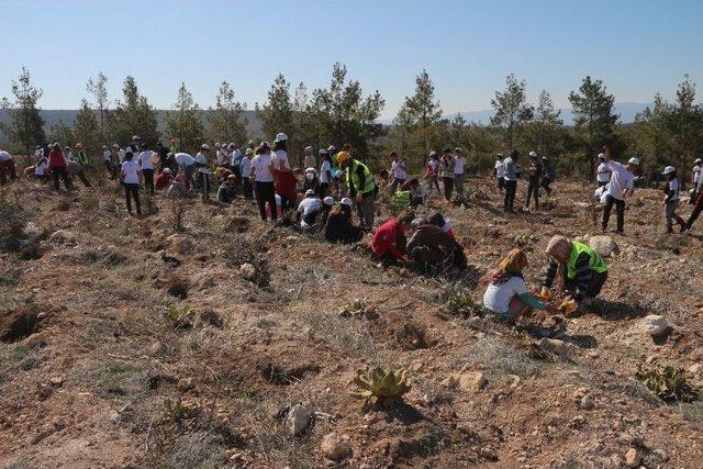 Öğrenciler Bin Servi Fidanı Dikti