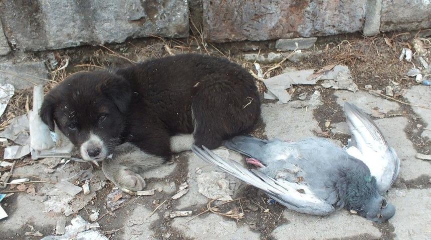 Sokak K&ouml;peği Donan G&uuml;vercini Yalnız Bırakmadı