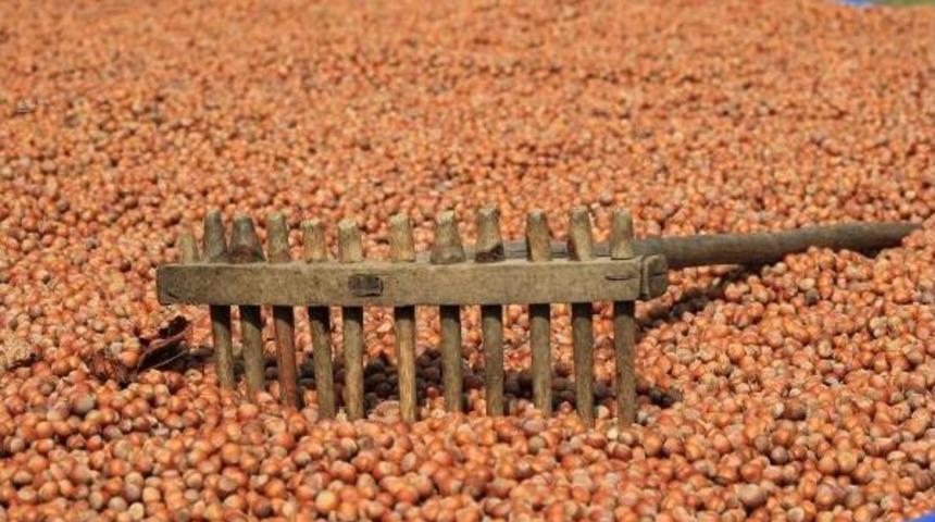 Fındık &Uuml;reticisi Cumhurbaşkanı&rsquo;Ndan M&uuml;jde Bekliyor