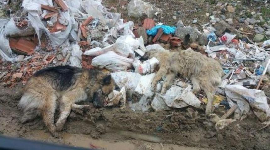 Tirebolu&rsquo;Da Belediye K&ouml;pekleri Zehirledi Iddiası
