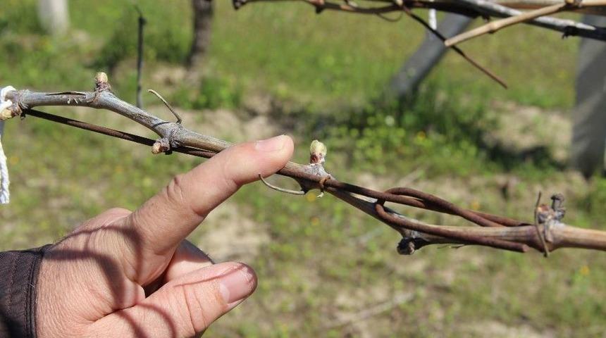 (özel Haber) Üzüm Üreticileri Tetikte