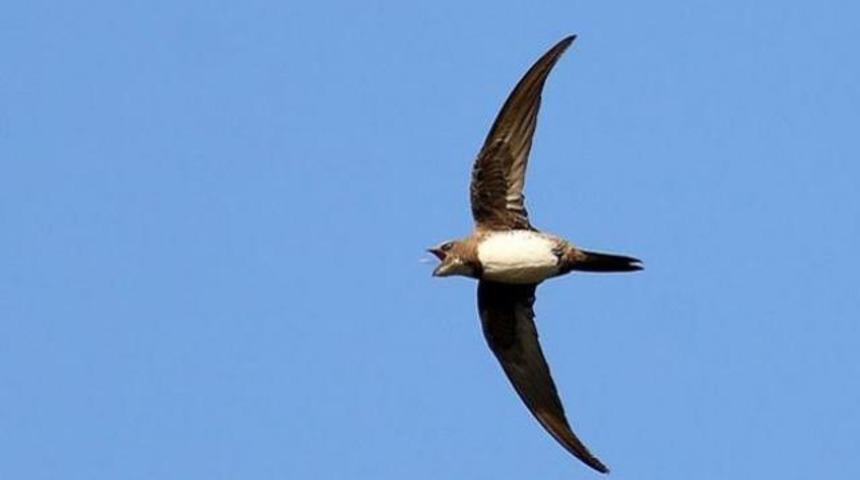 Kuran 200 g&uuml;n u&ccedil;an kuşları b&ouml;yle anlatıyor