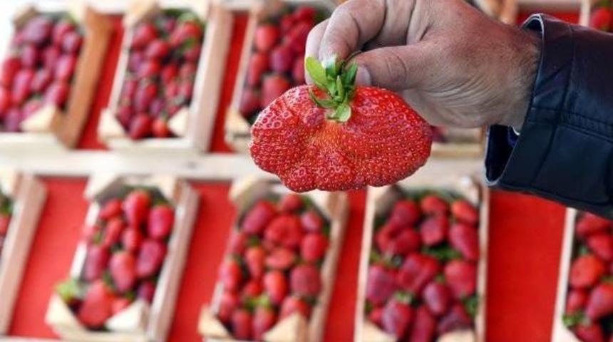 Soğuk Hava &Ccedil;ileğin Şeklini Bozdu