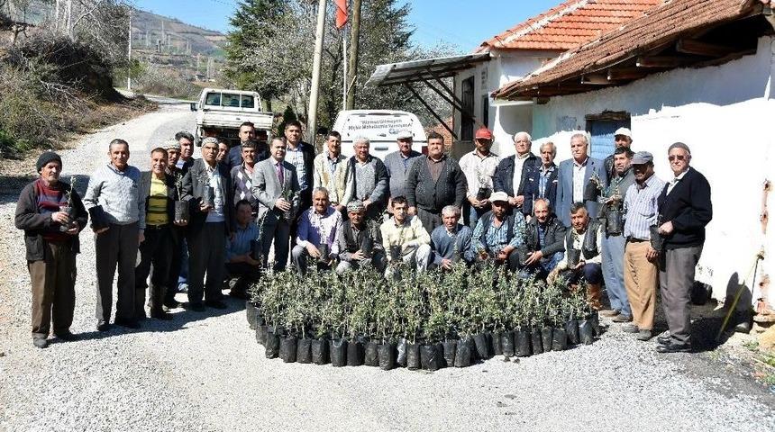 Salihli Belediyesinden &Ccedil;ift&ccedil;iye Fidan Desteği