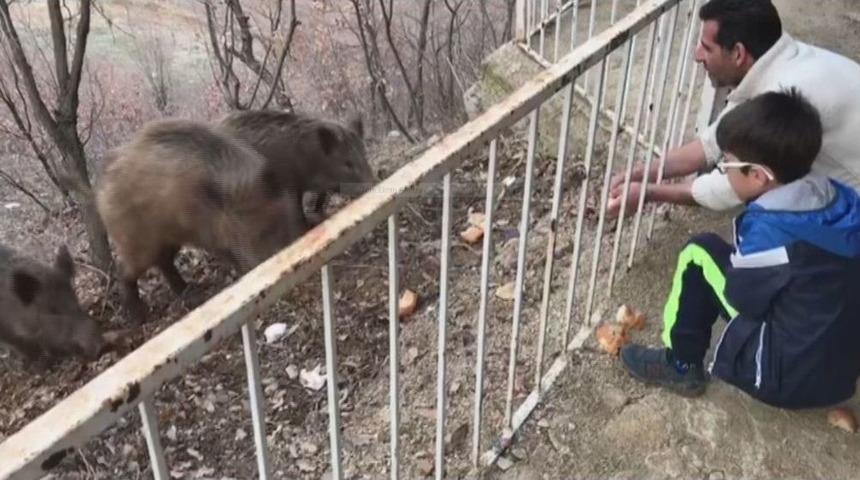 Tunceli&rsquo;de, Yaban Domuzları Şehre İnmeye Devam Ediyor