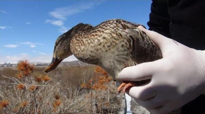 Avcıların Vurduğu &Ouml;rdek Tedavi Sonrası Doğaya Bırakıldı