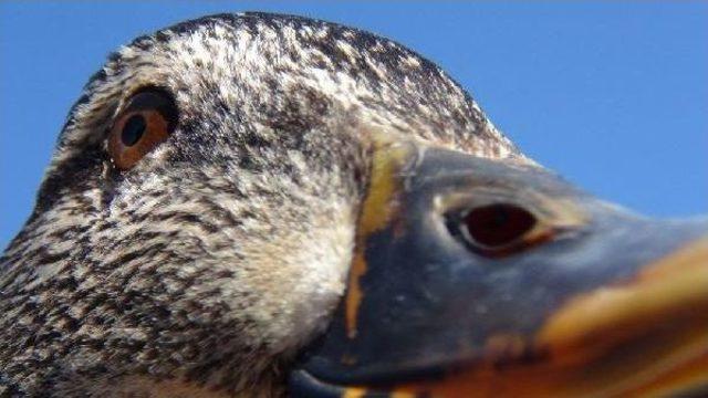 Avcıların Vurduğu Ördek Tedavi Sonrası Doğaya Bırakıldı