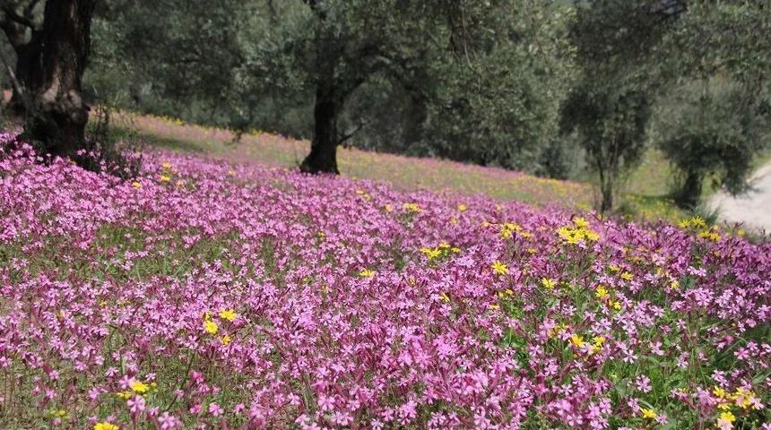 Hatayda Doğa Rengarenk
