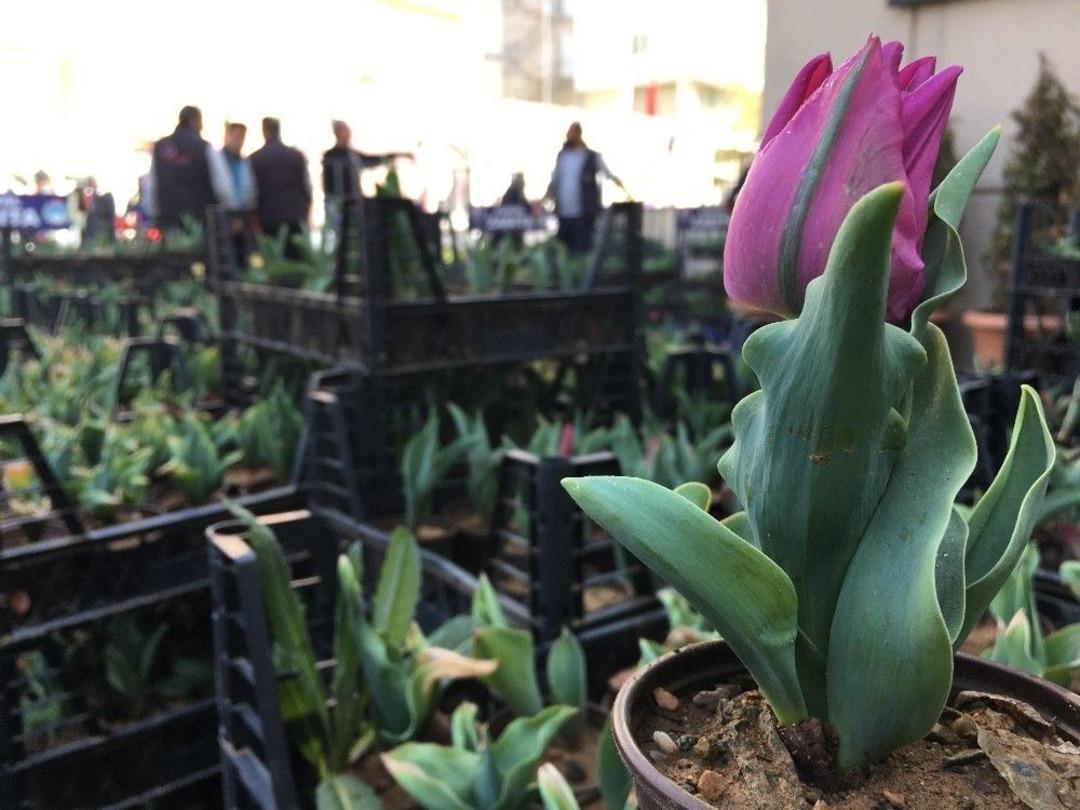 Kartal&rsquo;da Lale Festivali Başladı