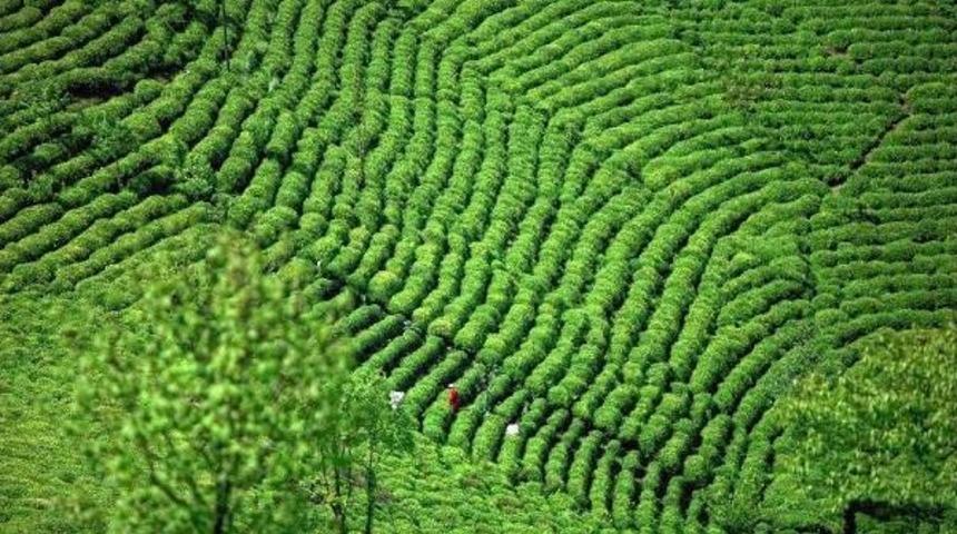 Tema Vakfı’Ndan Organik Çay Üretimine Destek
