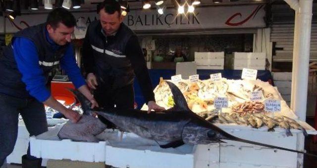 Saros Körfezi’Nde Yakalandı, Bandırma’Da Satıldı