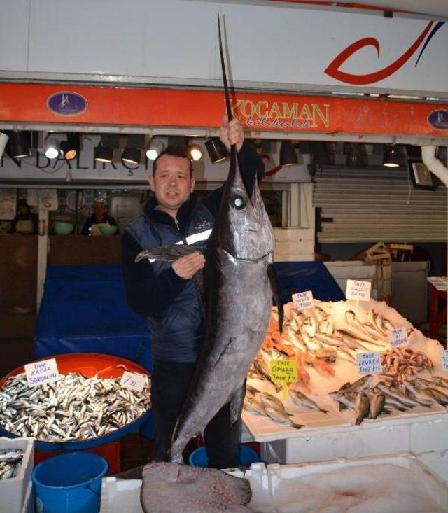 Saros Körfezi’Nde Yakalandı, Bandırma’Da Satıldı