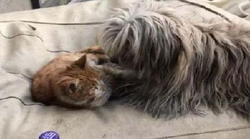 Kedi Ile K&ouml;pek Birlikte Oynuyor