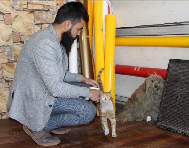 Kedi Ile Köpek Birlikte Oynuyor