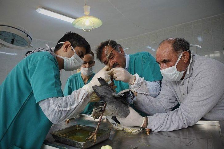 Yaralı Gri Balıkçılı İtfaiye Kurtardı G1