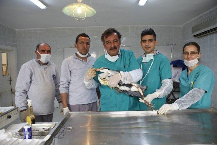 Yaralı Gri Balıkçılı İtfaiye Kurtardı G2