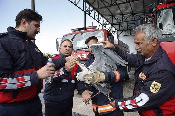 Yaralı Gri Balıkçılı İtfaiye Kurtardı G3