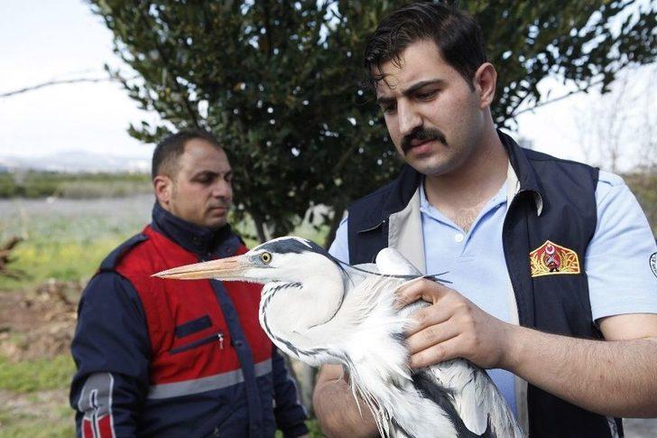 Yaralı Gri Balıkçılı İtfaiye Kurtardı G4