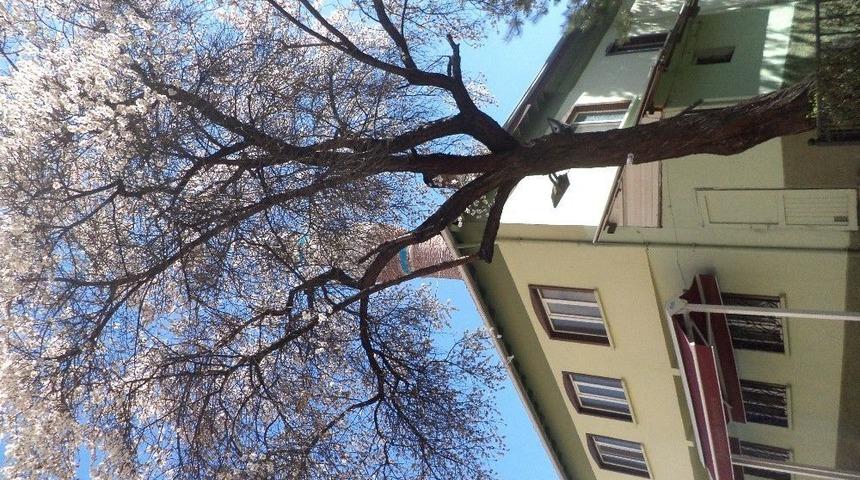 Bu Badem Ağacı Her Yıl Erken A&ccedil;maya Abone Gibi