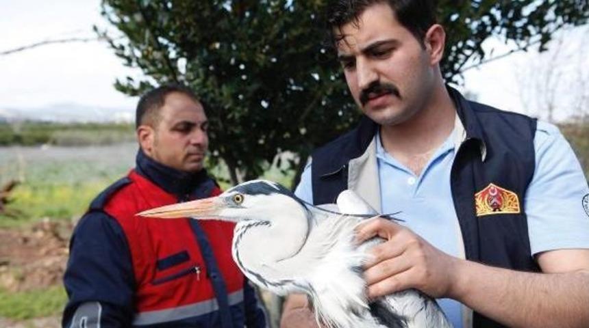 Yaralı Gri Balık&ccedil;ıl Kuşuna Şefkat Eli