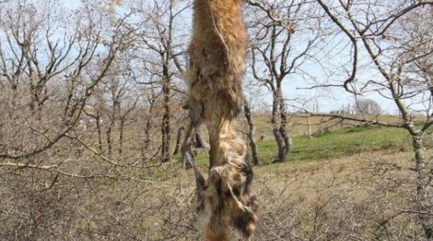 &Ouml;ld&uuml;rd&uuml;kleri Tilkiyi Ağaca Astılar